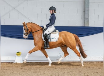 German Riding Pony, Mare, 9 years, 14 hh, Chestnut