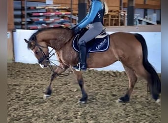 German Riding Pony, Mare, 9 years, 14 hh, Dun