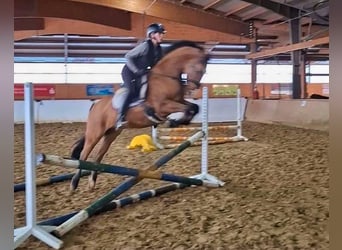 German Riding Pony, Mare, 9 years, 14 hh, Dun