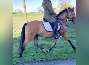 German Riding Pony, Mare, 9 years, 14 hh, Dun