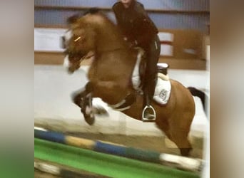 German Riding Pony, Mare, 9 years, 14 hh, Dun