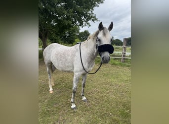 German Riding Pony, Mare, 9 years, 14 hh, Grey