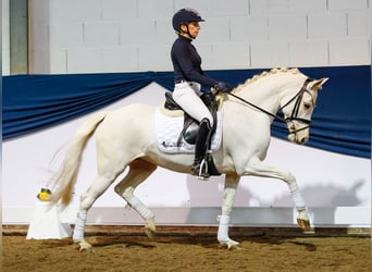 German Riding Pony, Mare, 9 years, 14 hh, Palomino