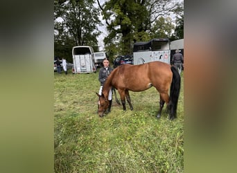 German Riding Pony, Mare, 9 years, 14,1 hh, Brown