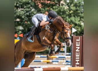 German Riding Pony, Mare, 9 years, 14,1 hh, Chestnut-Red
