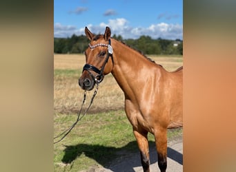 German Riding Pony, Mare, 9 years, 14,1 hh, Dun