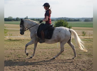 German Riding Pony Mix, Mare, 9 years, 14,1 hh, Grey