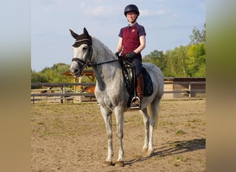 German Riding Pony Mix, Mare, 9 years, 14,1 hh, Grey