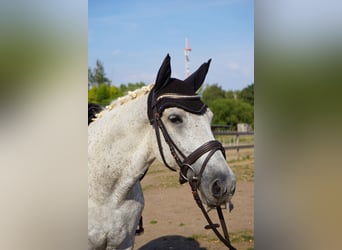 German Riding Pony Mix, Mare, 9 years, 14,1 hh, Grey