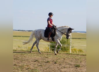 German Riding Pony Mix, Mare, 9 years, 14,1 hh, Grey