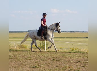 German Riding Pony Mix, Mare, 9 years, 14,1 hh, Grey