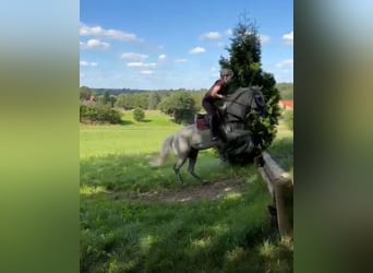 German Riding Pony Mix, Mare, 9 years, 14,1 hh, Grey