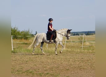 German Riding Pony Mix, Mare, 9 years, 14,1 hh, Grey