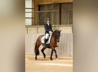 German Riding Pony, Mare, 9 years, 14,2 hh, Brown