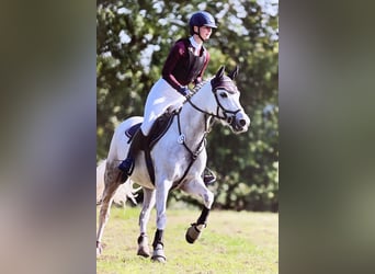 German Riding Pony, Mare, 9 years, 14,2 hh, Grey