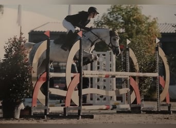 German Riding Pony, Mare, 9 years, 14,2 hh, Grey