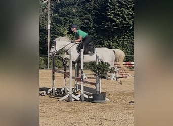 German Riding Pony, Mare, 9 years, 14,2 hh, Grey