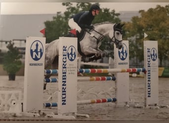 German Riding Pony, Mare, 9 years, 14,2 hh, Grey
