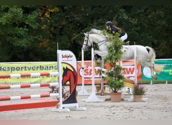 German Riding Pony, Mare, 9 years, 14,2 hh, Grey