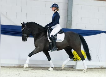 German Riding Pony, Mare, 9 years, 15 hh, Black