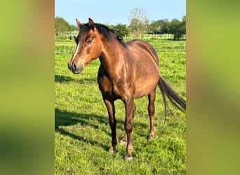 German Riding Pony, Mare, 9 years, 15,1 hh, Chestnut