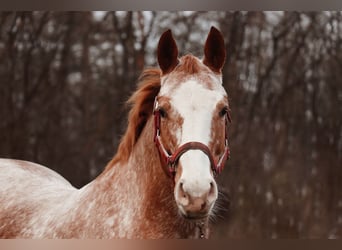 German Riding Pony Mix, Mare, 9 years, Roan-Red