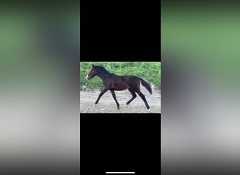 German Riding Pony Mix, Mare, Foal (03/2023), 13.2 hh, Bay-Dark