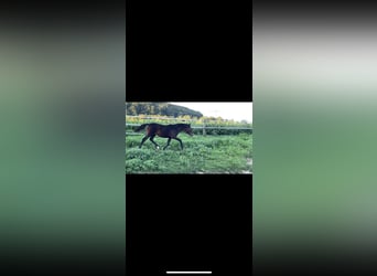 German Riding Pony Mix, Mare, Foal (03/2023), 13.2 hh, Bay-Dark