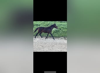 German Riding Pony Mix, Mare, Foal (03/2023), 13.2 hh, Bay-Dark