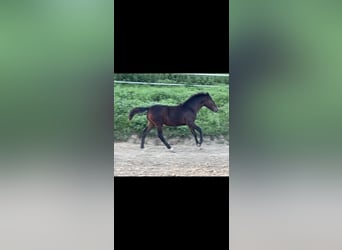 German Riding Pony Mix, Mare, Foal (03/2023), 13.2 hh, Bay-Dark