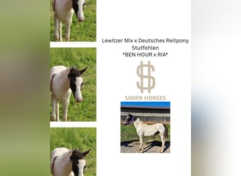 German Riding Pony Mix, Mare, Foal (04/2025), 13.2 hh, Pinto