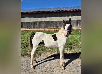 German Riding Pony Mix, Mare, Foal (04/2025), 13,2 hh, Pinto