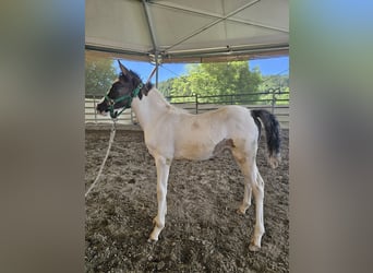German Riding Pony Mix, Mare, Foal (04/2025), 13,2 hh, Pinto