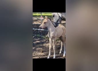 German Riding Pony, Mare, Foal (04/2026), 14.1 hh, Brown Falb mold