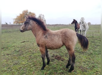 German Riding Pony, Mare, Foal (04/2024), 14,1 hh, Buckskin