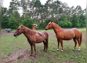 German Riding Pony, Mare, Foal (04/2024), 14,1 hh, Buckskin