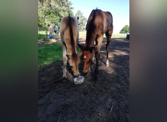 German Riding Pony, Mare, Foal (04/2024), 14,1 hh, Buckskin