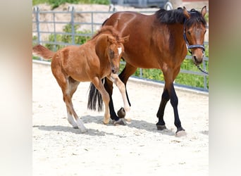 German Riding Pony, Mare, Foal (02/2024), 14.1 hh, Chestnut