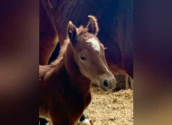 German Riding Pony, Mare, Foal (02/2024), 14.1 hh, Chestnut