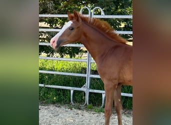 German Riding Pony, Mare, Foal (04/2024), 14.1 hh, Chestnut-Red