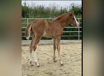 German Riding Pony, Mare, Foal (04/2024), 14.1 hh, Chestnut-Red