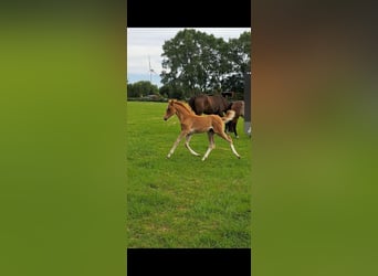 German Riding Pony, Mare, Foal (04/2024), 14,1 hh, Chestnut-Red