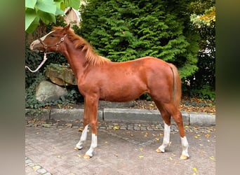 German Riding Pony, Mare, Foal (03/2025), 14.1 hh, Chestnut-Red German Riding Pony, Mare, Foal (03/2025), 14.1 hh, Chestnut-Red