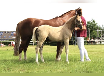 German Riding Pony, Mare, Foal (04/2026), 14.1 hh, Palomino