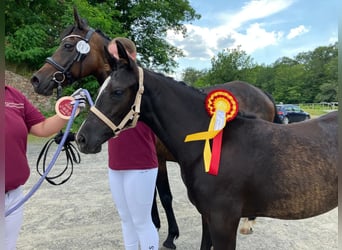 German Riding Pony, Mare, Foal (03/2024), 14.2 hh, Bay-Dark