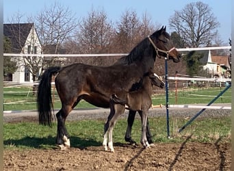 German Riding Pony, Mare, Foal (03/2024), 14.2 hh, Bay-Dark