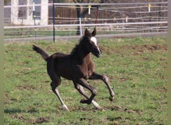 German Riding Pony, Mare, Foal (03/2024), 14.2 hh, Bay-Dark