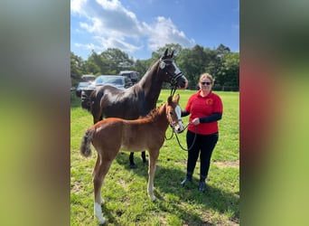 German Riding Pony, Mare, Foal (04/2024), 14.2 hh, Brown