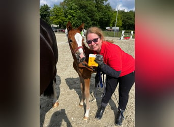 German Riding Pony, Mare, Foal (04/2024), 14.2 hh, Brown