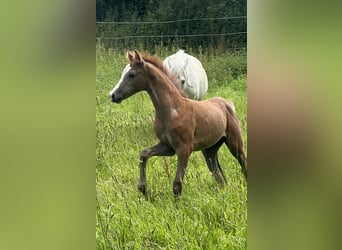 German Riding Pony, Mare, Foal (05/2024), 14.2 hh, Brown Falb mold